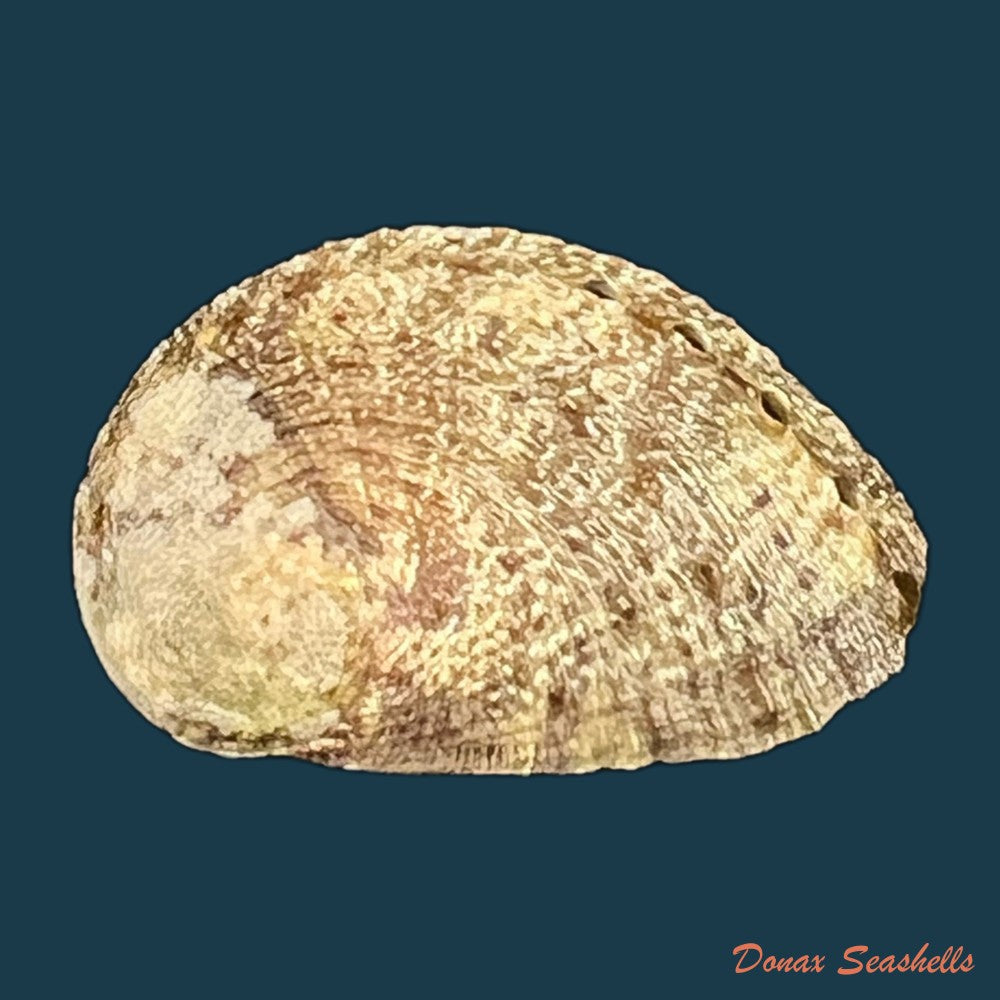 haliotis-pustulata-cruenta-reeve-1846-33-6mm-copia