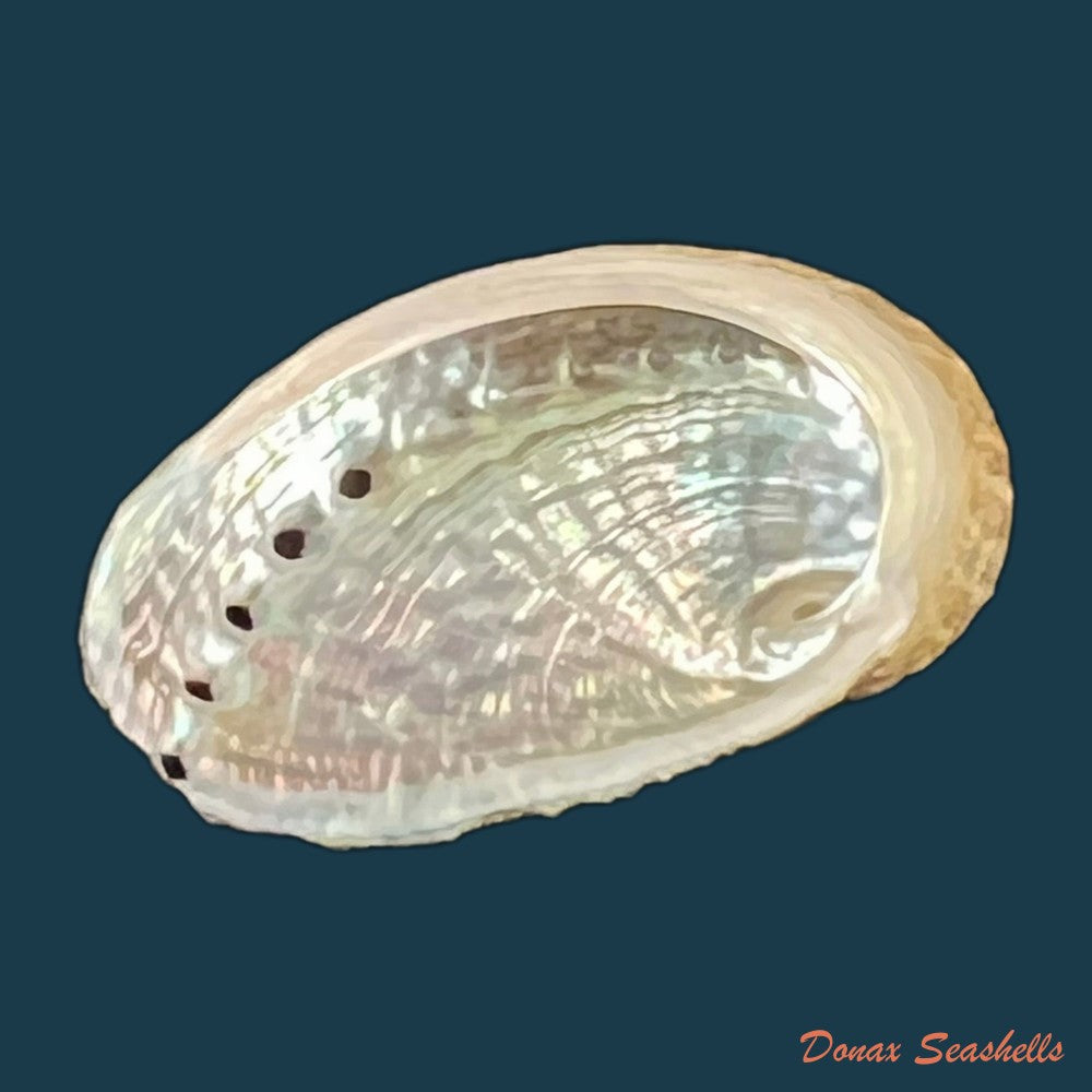 haliotis-pustulata-cruenta-reeve-1846-33-6mm-copia