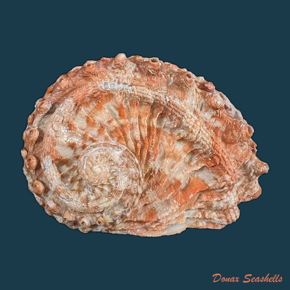 haliotis-scalaris-leach-1814-66-4mm-copia-1