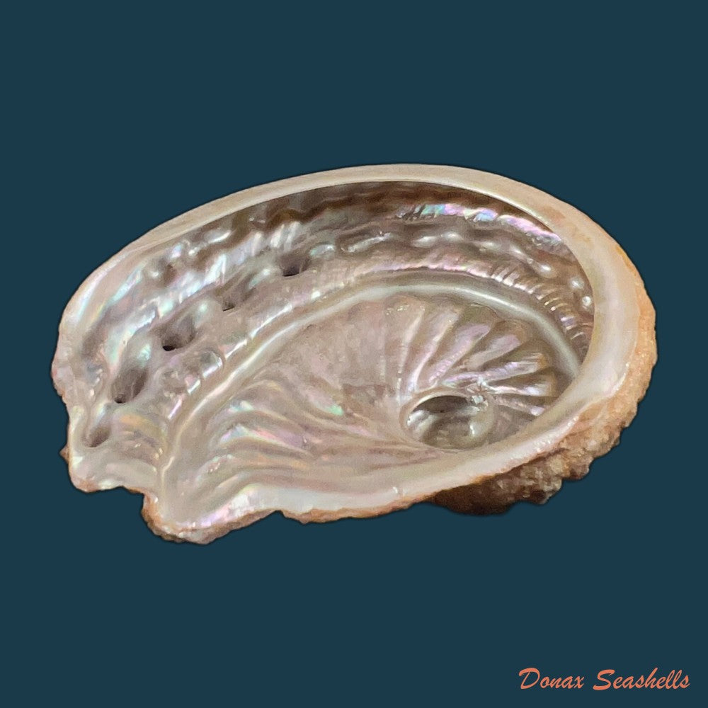 haliotis-scalaris-leach-1814-66-4mm-copia-1
