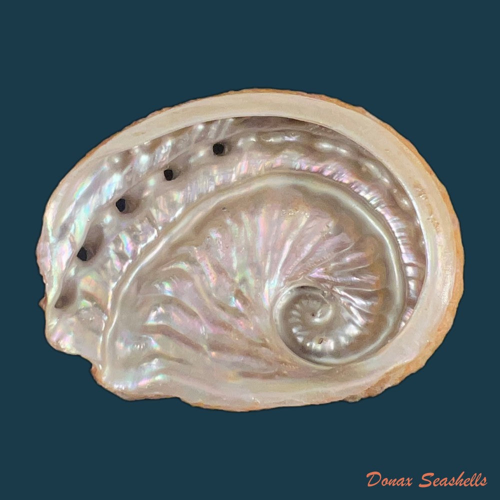 haliotis-scalaris-leach-1814-66-4mm-copia-1