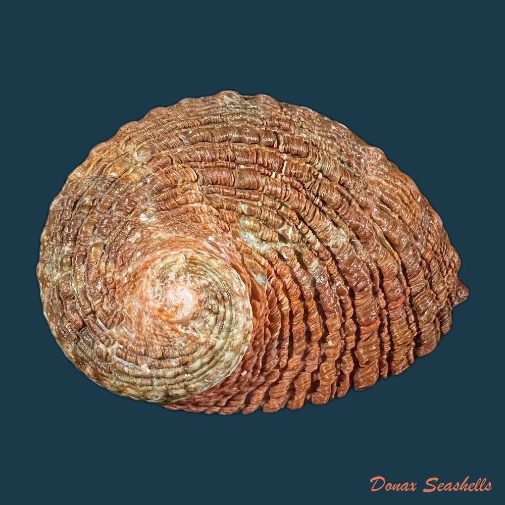 haliotis-scalaris-leach-1814-66-4mm-copia