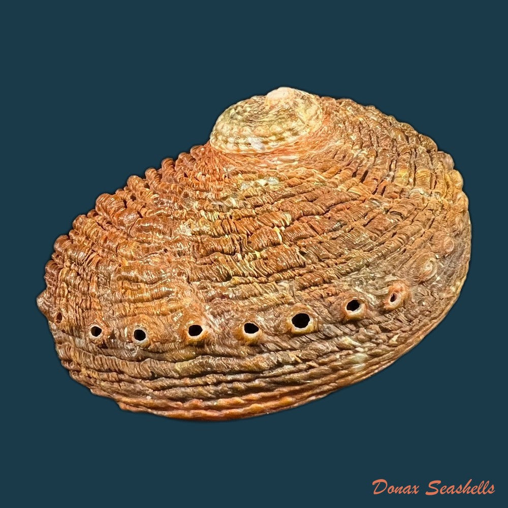 haliotis-scalaris-leach-1814-66-4mm-copia