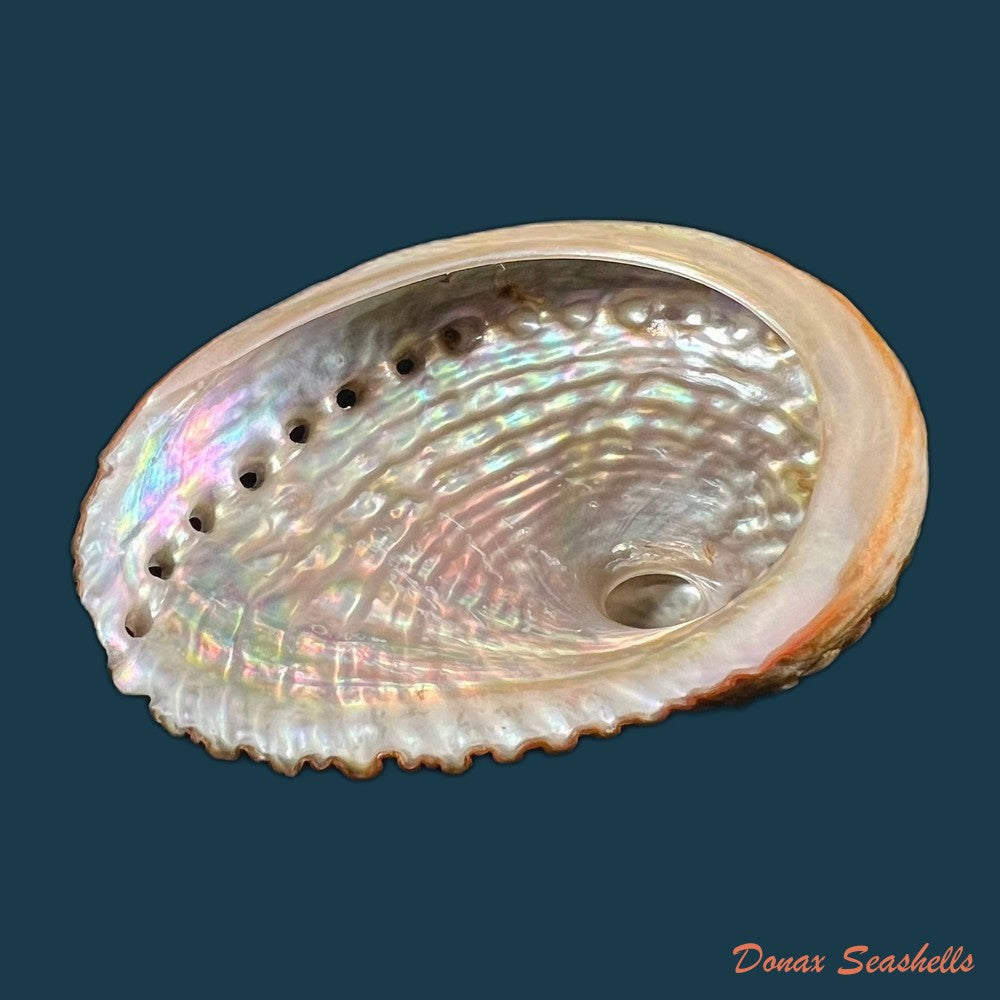 haliotis-scalaris-leach-1814-66-4mm-copia