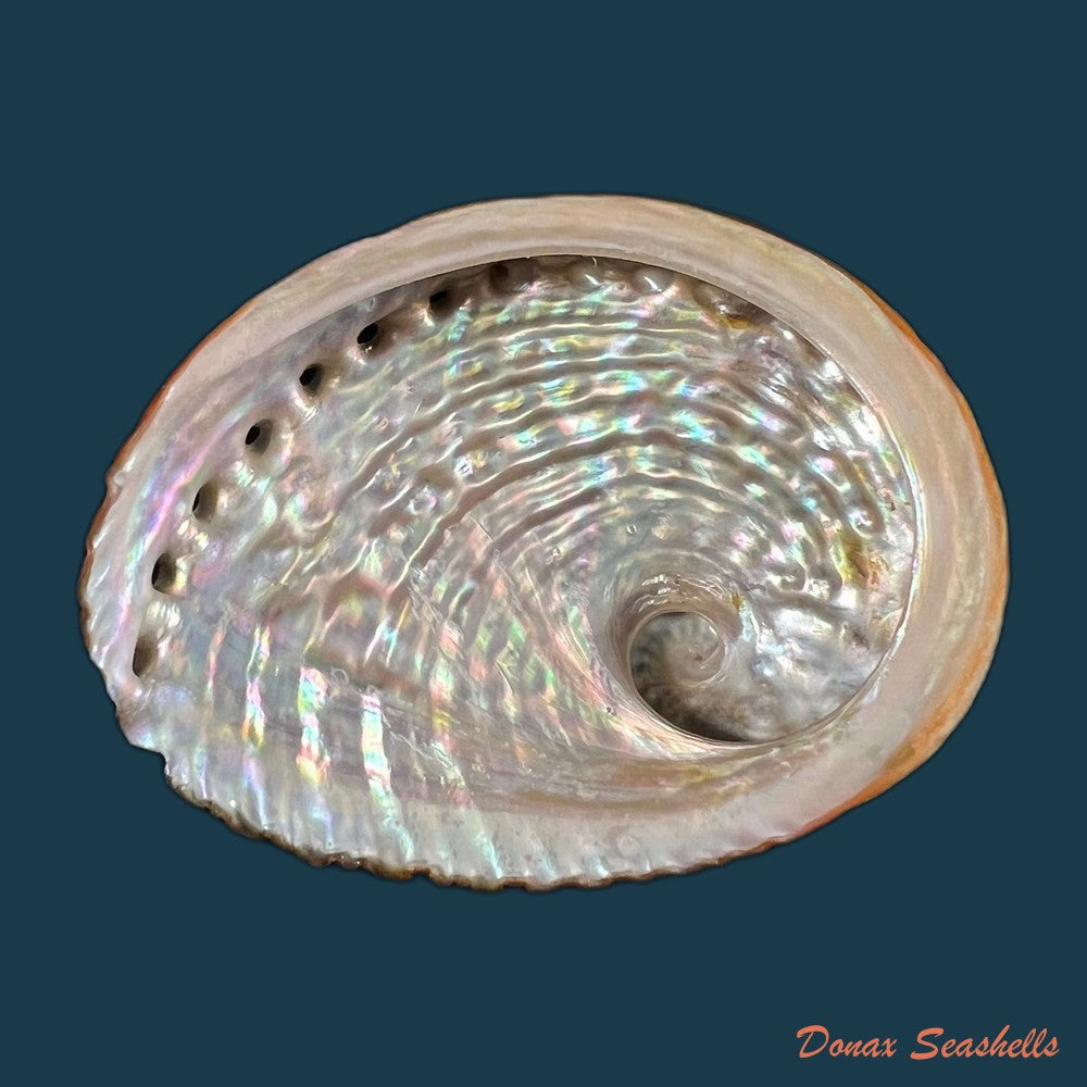haliotis-scalaris-leach-1814-66-4mm-copia