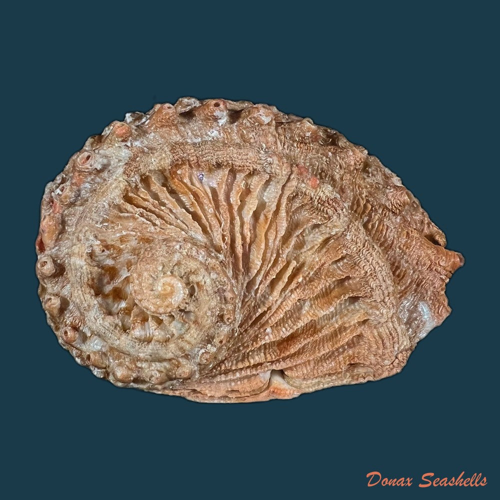 haliotis-scalaris-leach-1814-67-3mm-copia