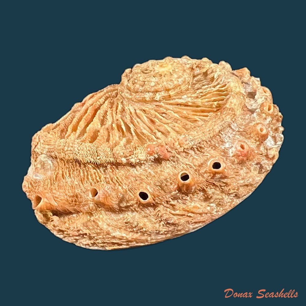 haliotis-scalaris-leach-1814-67-3mm-copia