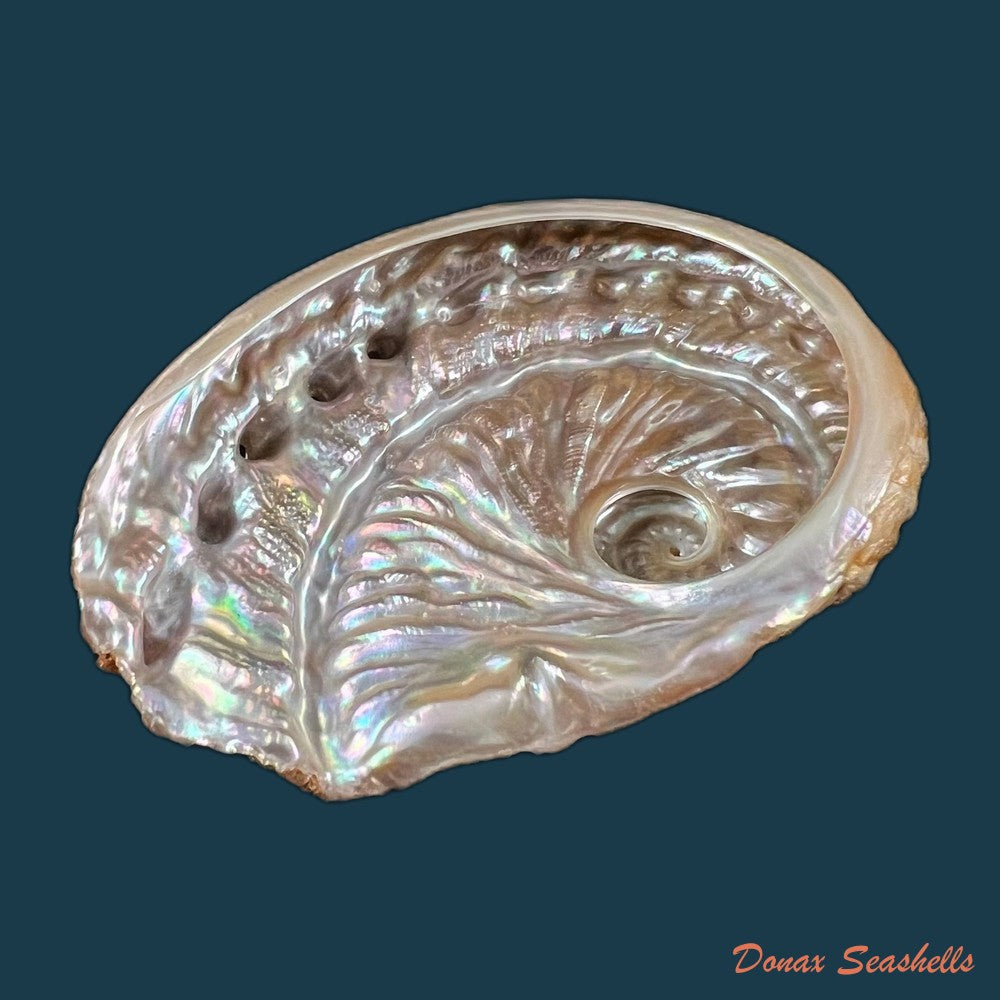 haliotis-scalaris-leach-1814-67-3mm-copia