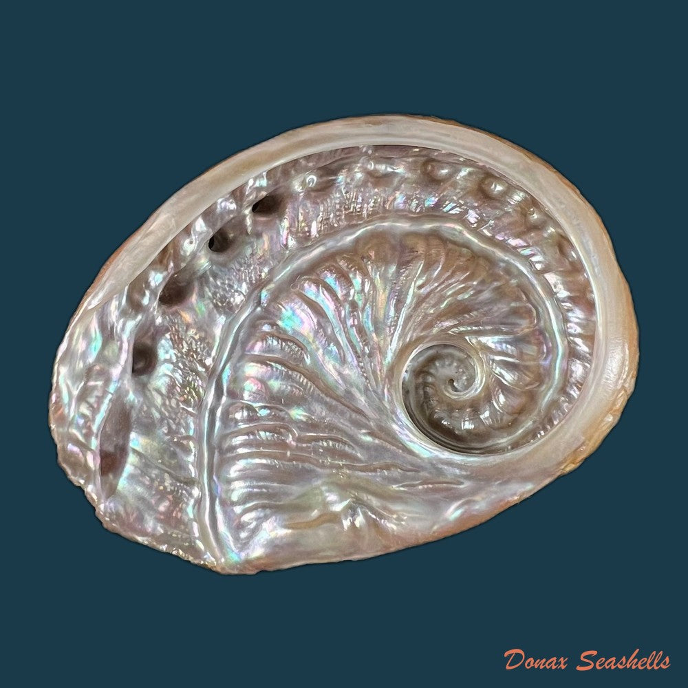 haliotis-scalaris-leach-1814-67-3mm-copia
