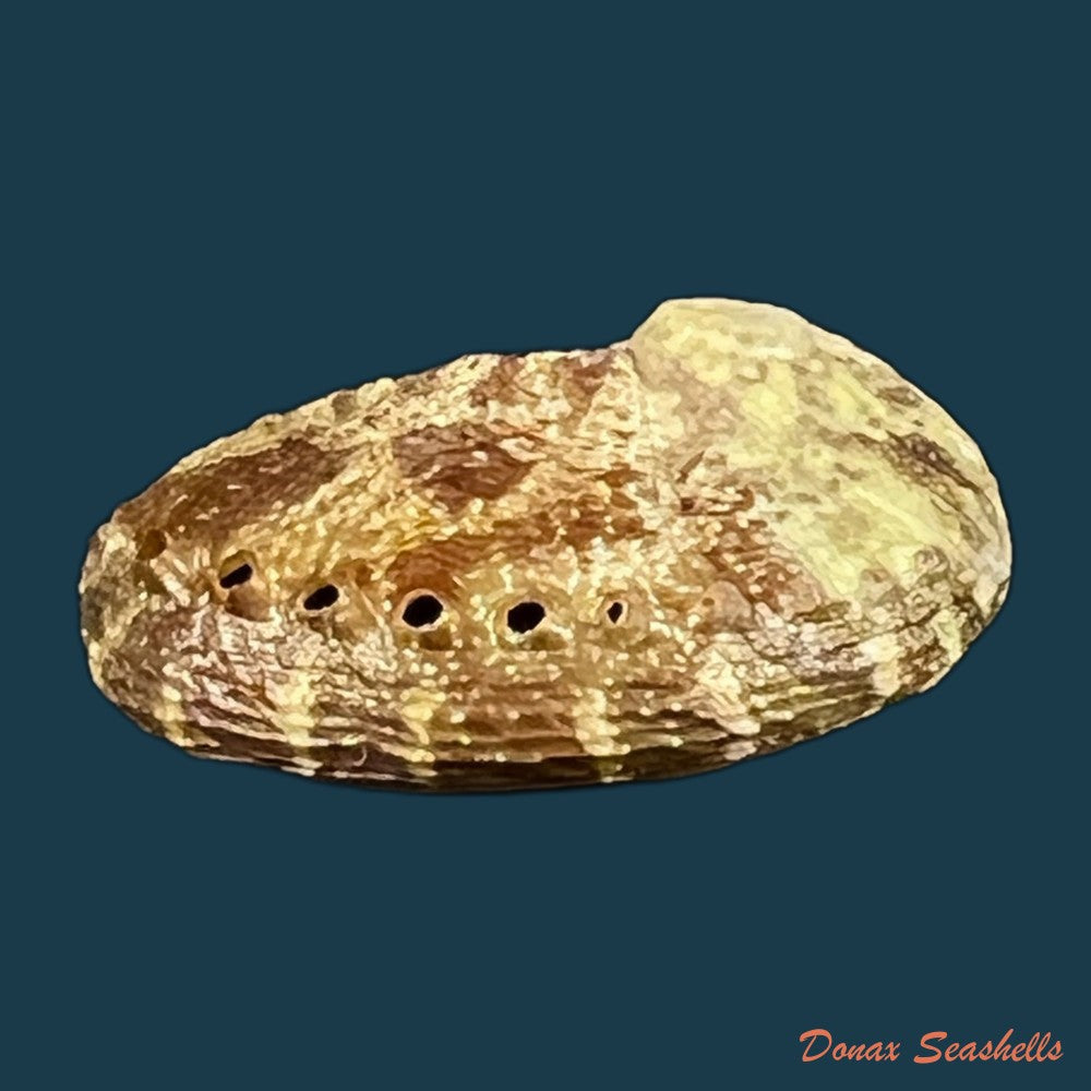 haliotis-scalaris-leach-1814-75-6mm-copia