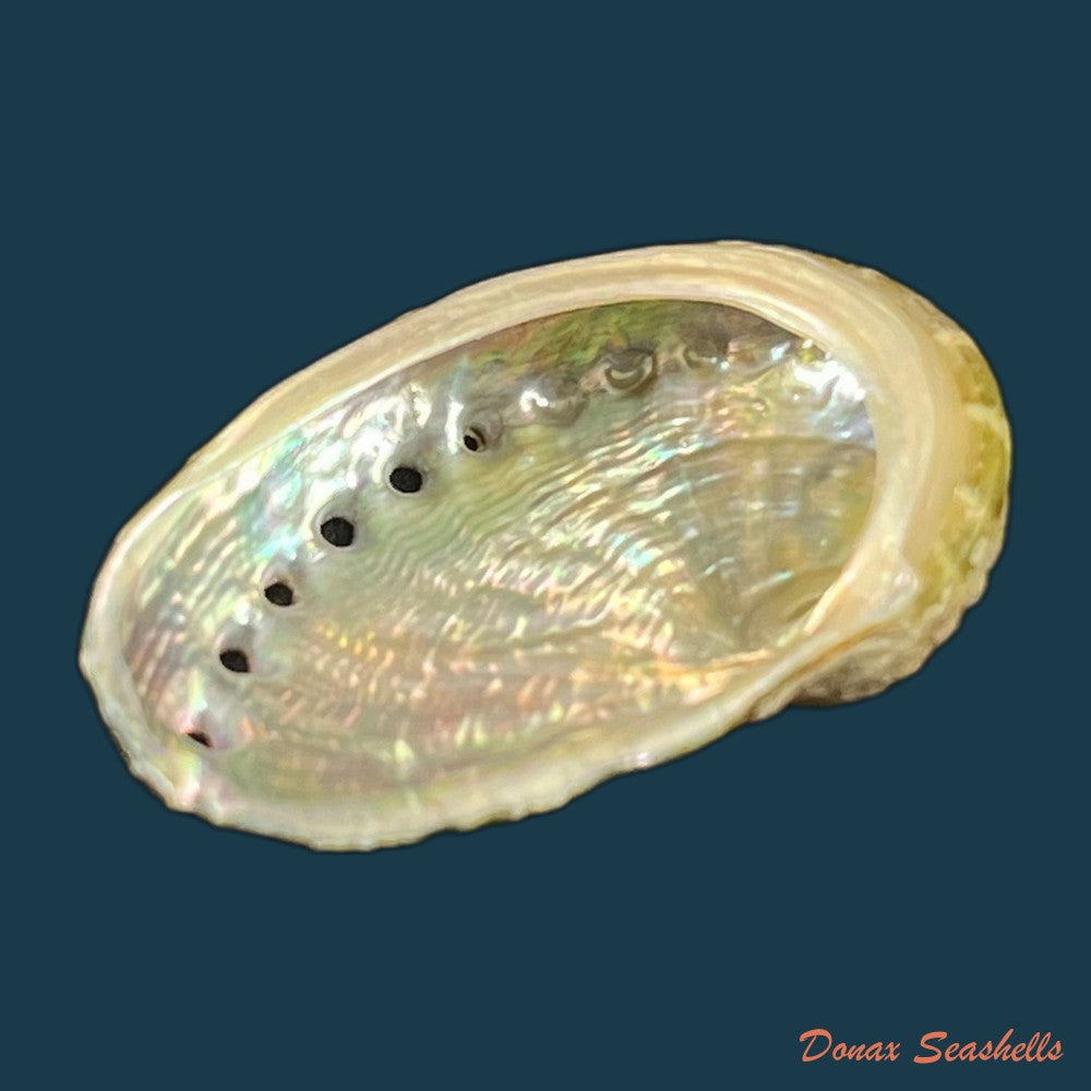 haliotis-scalaris-leach-1814-75-6mm-copia