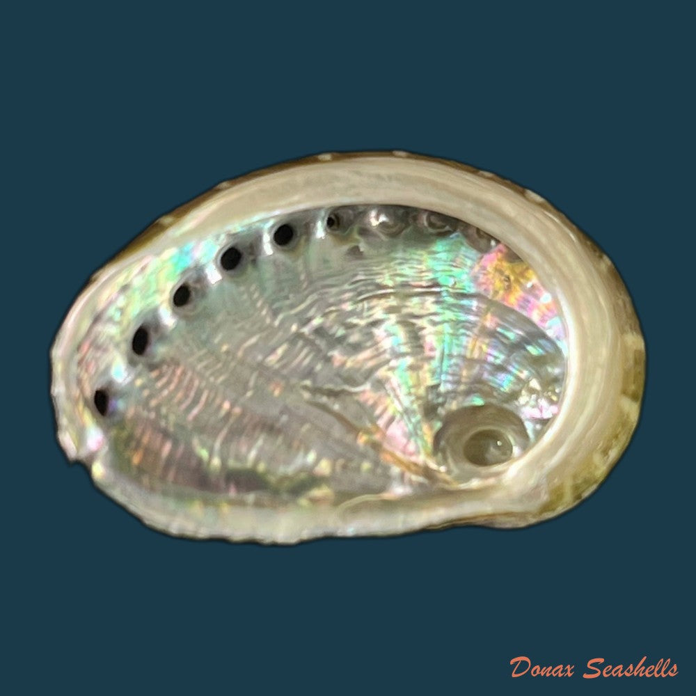 haliotis-scalaris-leach-1814-75-6mm-copia