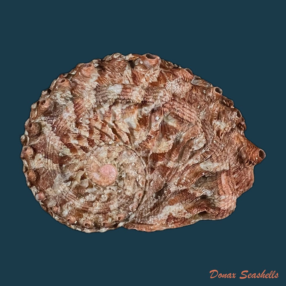 haliotis-scalaris-leach-1814-76-9mm-copia