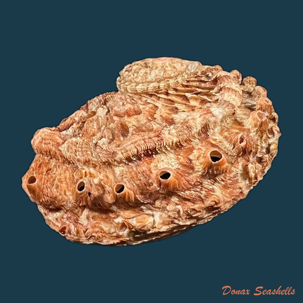 haliotis-scalaris-leach-1814-76-9mm-copia