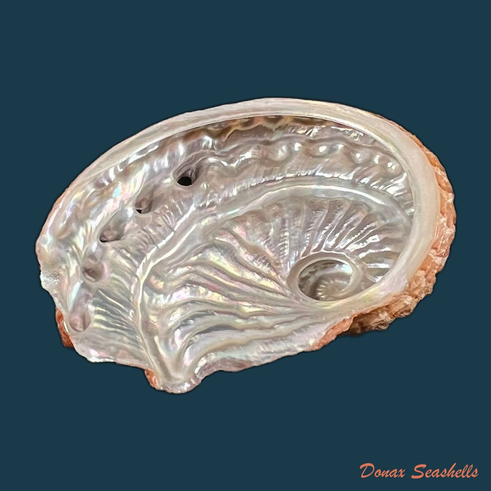 haliotis-scalaris-leach-1814-76-9mm-copia