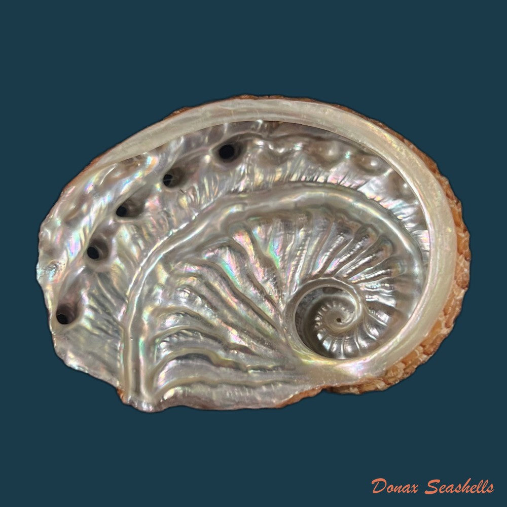 haliotis-scalaris-leach-1814-76-9mm-copia