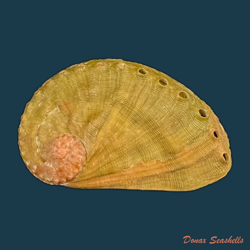 haliotis-semiplicata-menke-1843-51-2mm-copia