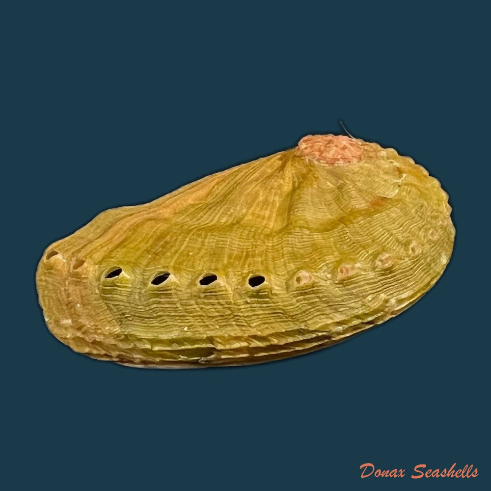 haliotis-semiplicata-menke-1843-51-2mm-copia