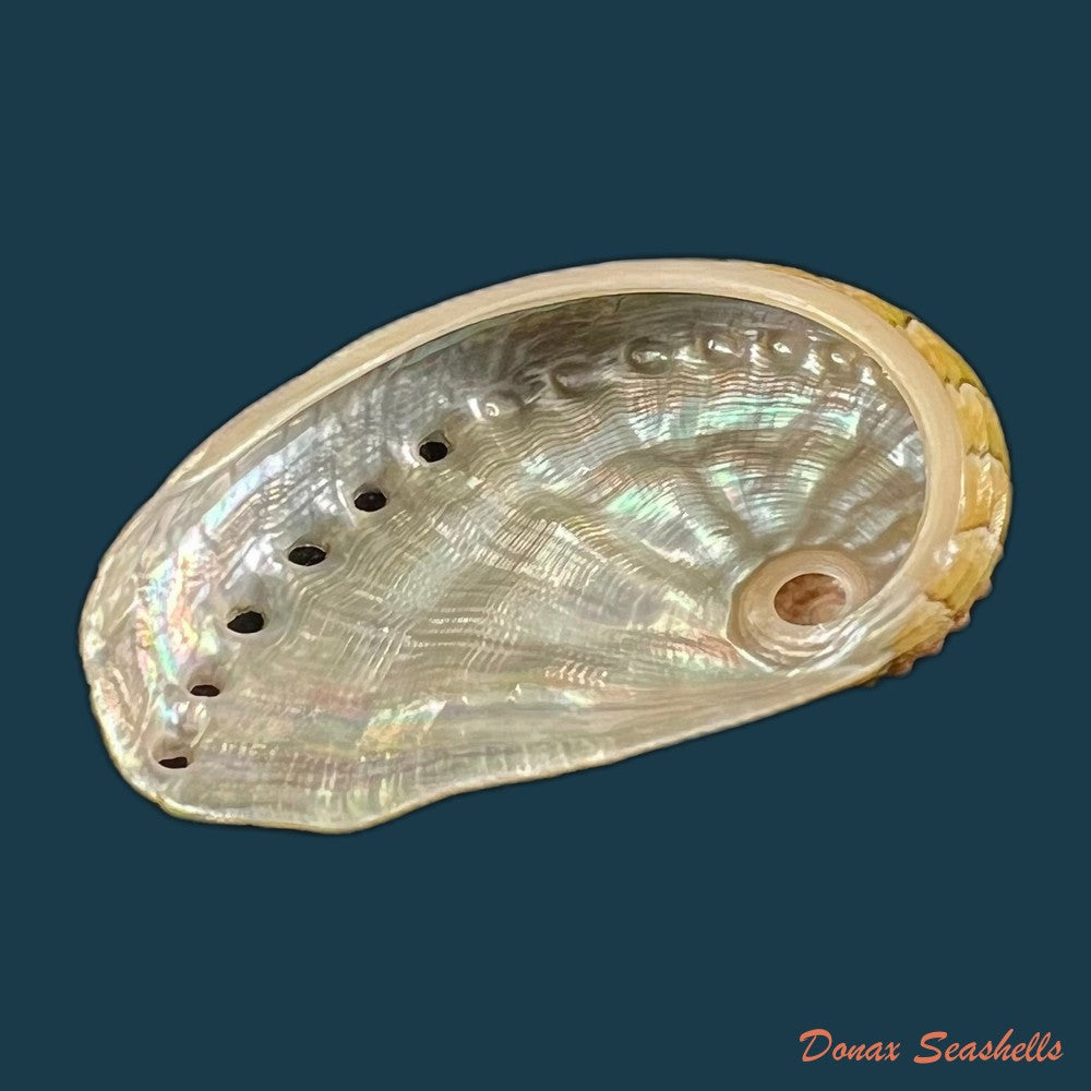 haliotis-semiplicata-menke-1843-51-2mm-copia