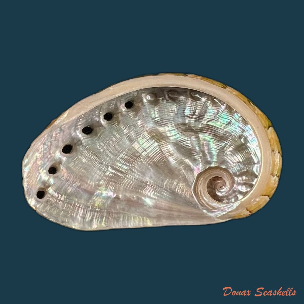 haliotis-semiplicata-menke-1843-51-2mm-copia