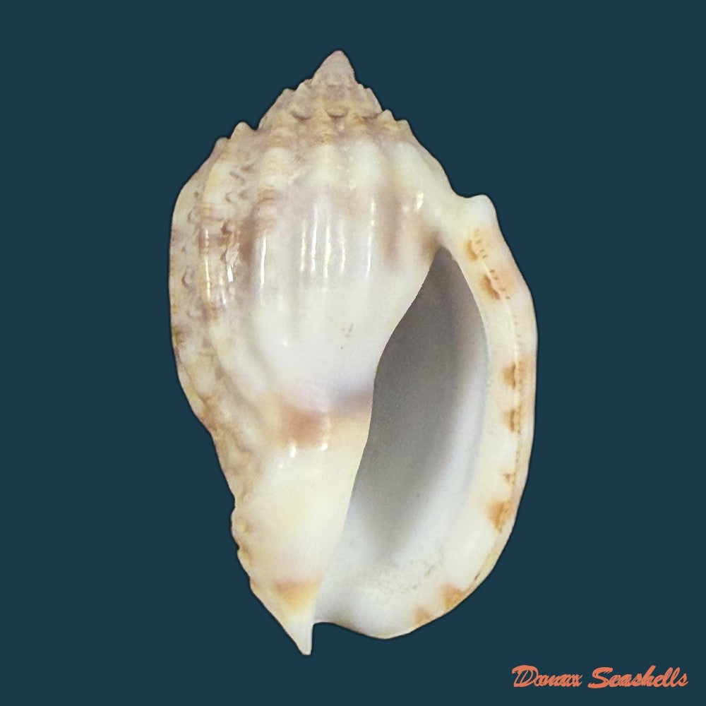 harpa-amouretta-crassa-morch-1852-34-1mm-copia