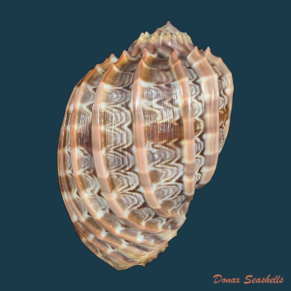 harpa-cabriti-p-fischer-1860-91-6mm-copia