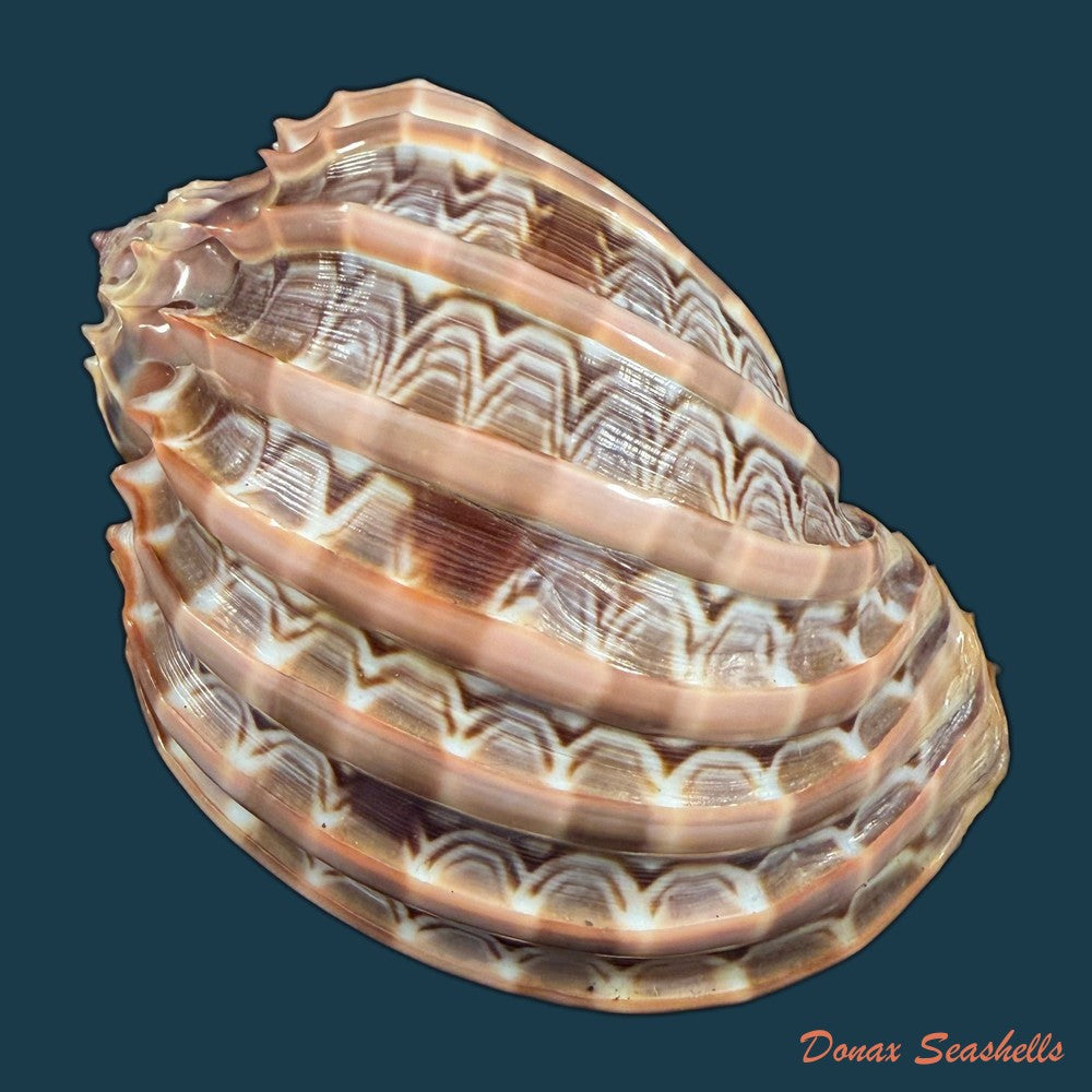 harpa-cabriti-p-fischer-1860-91-6mm-copia