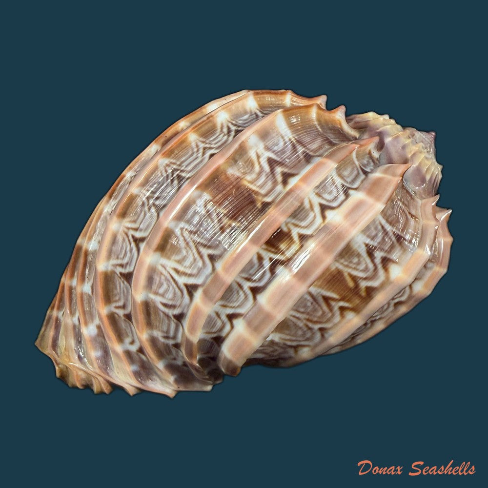 harpa-cabriti-p-fischer-1860-91-6mm-copia