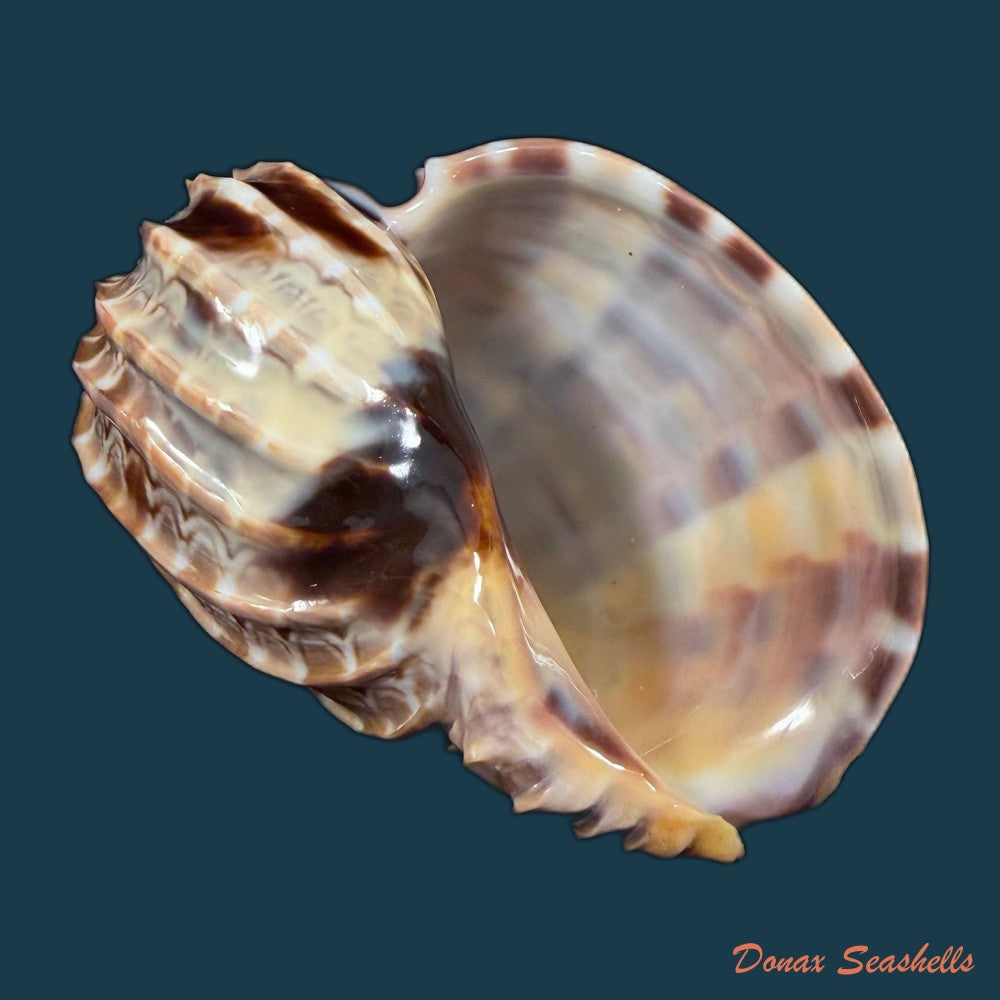 harpa-cabriti-p-fischer-1860-91-6mm-copia