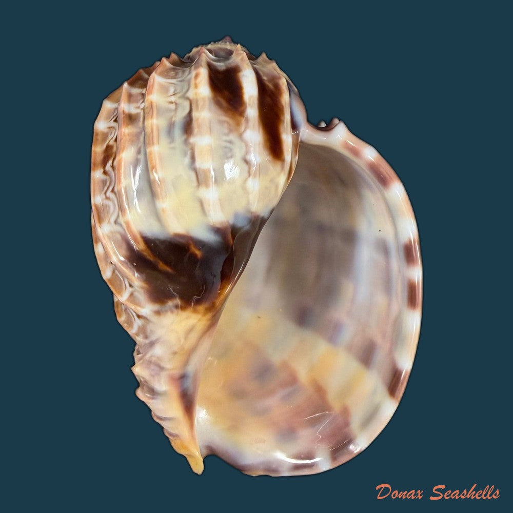 harpa-cabriti-p-fischer-1860-91-6mm-copia