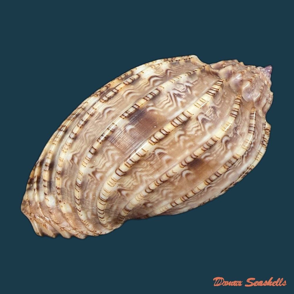 harpa-harpa-linnaeus-1758-64-4mm-copia