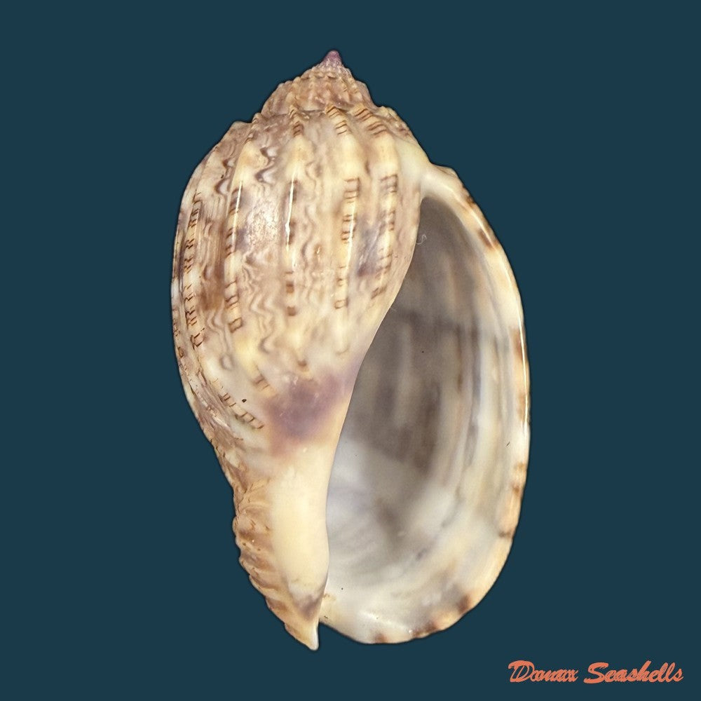 harpa-harpa-linnaeus-1758-64-4mm-copia