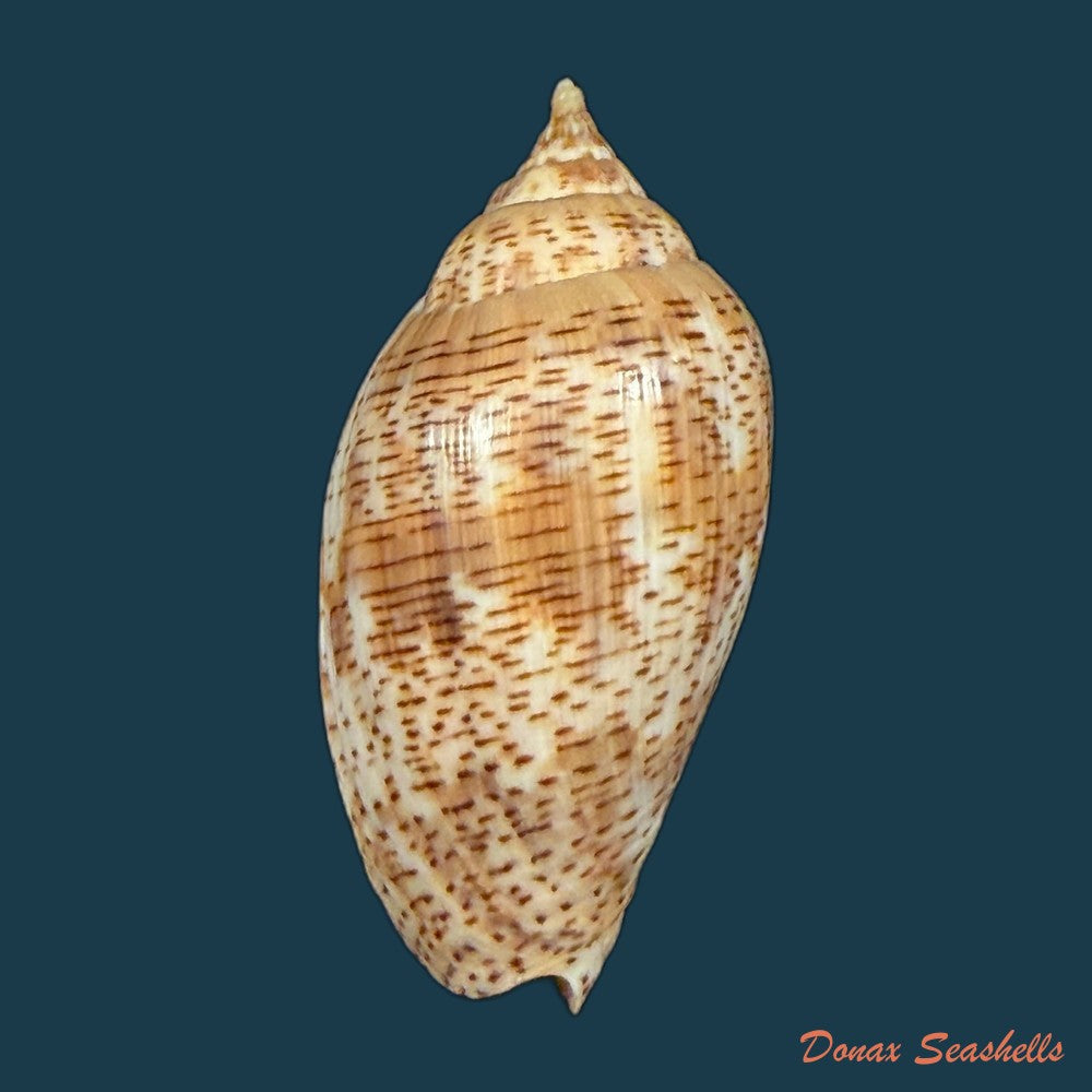 harpulina-lapponica-linnaeus-1767-109-8mm-copia-1