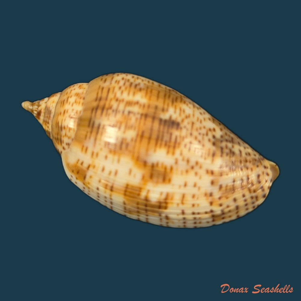 harpulina-lapponica-linnaeus-1767-109-8mm-copia-1