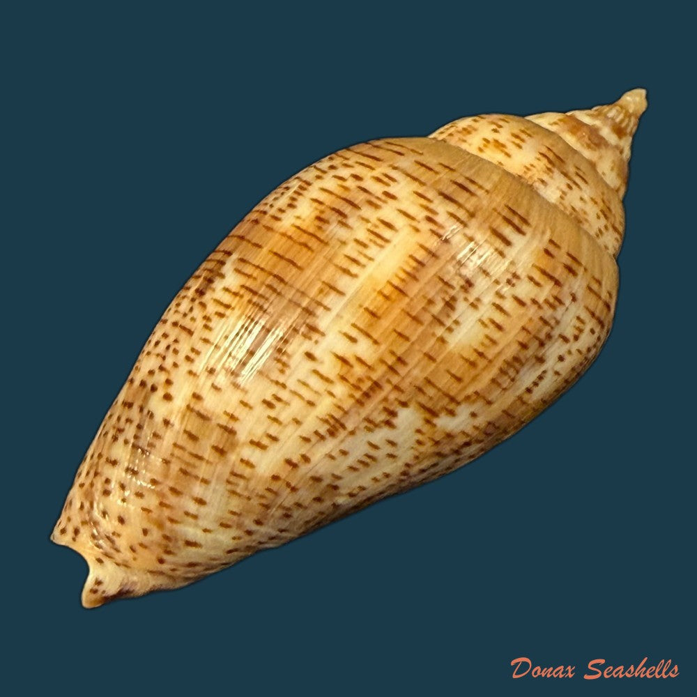 harpulina-lapponica-linnaeus-1767-109-8mm-copia-1
