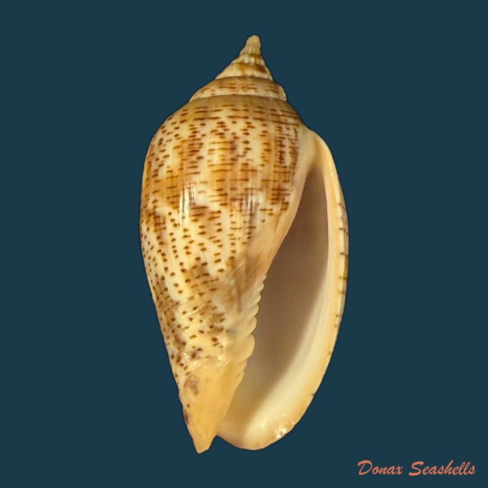 harpulina-lapponica-linnaeus-1767-109-8mm-copia-1