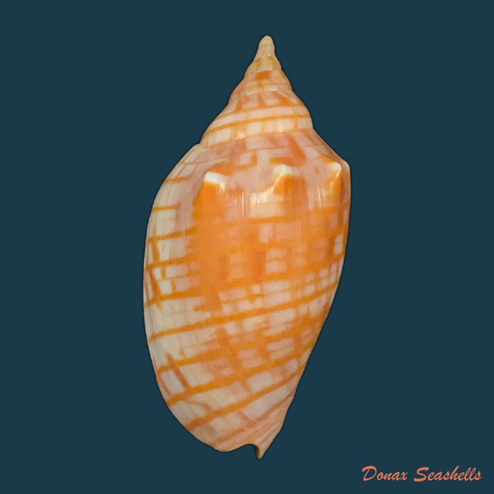 harpulina-lapponica-linnaeus-1767-109-8mm-copia