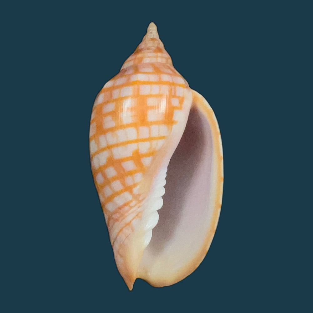 harpulina-lapponica-linnaeus-1767-109-8mm-copia