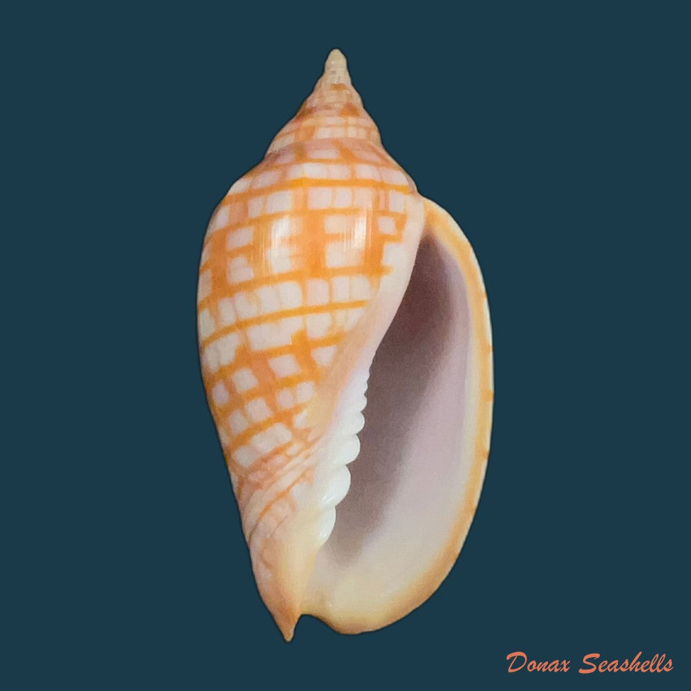 harpulina-lapponica-linnaeus-1767-109-8mm-copia