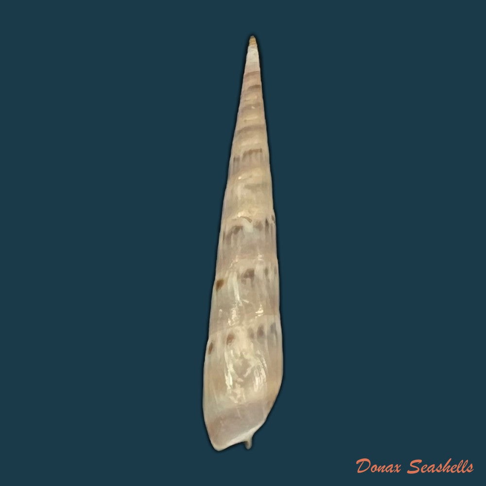 hastula-cuspidata-hinds-1844-22-5mm-copia