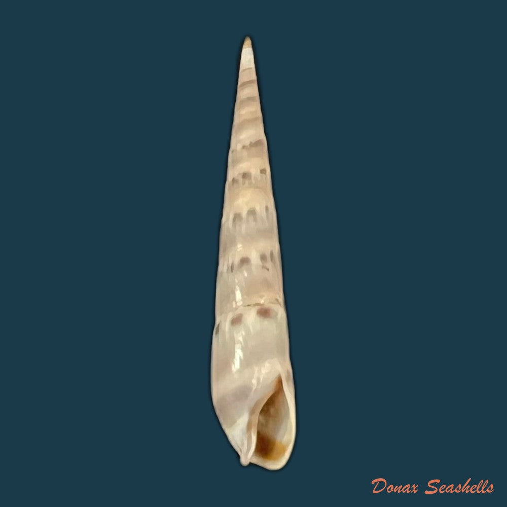 hastula-cuspidata-hinds-1844-22-5mm-copia