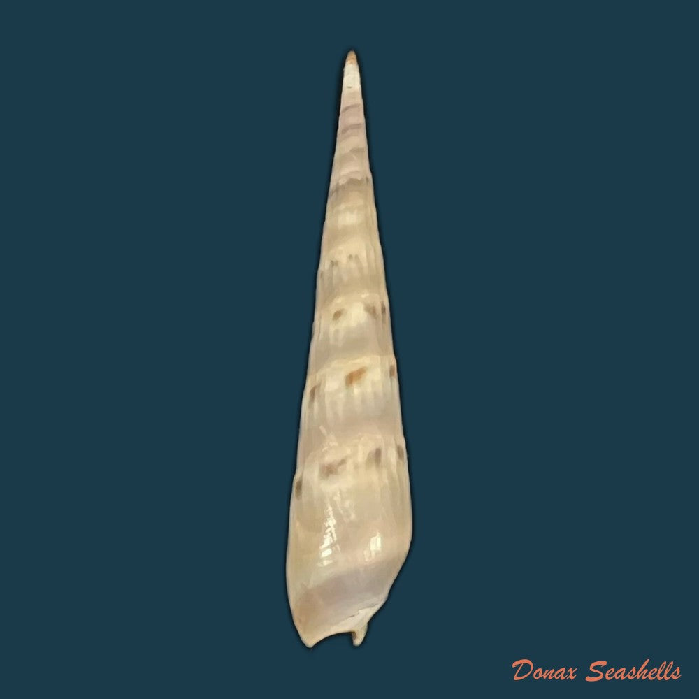 hastula-cuspidata-hinds-1844-26-6mm-copia