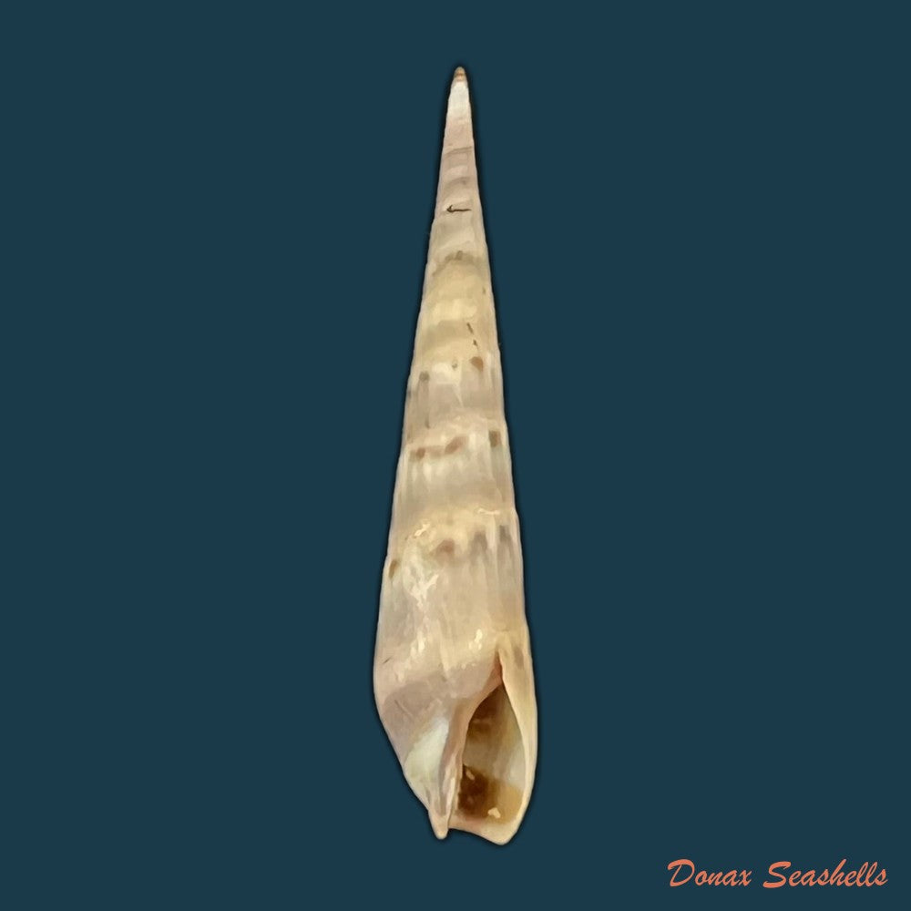 hastula-cuspidata-hinds-1844-26-6mm-copia