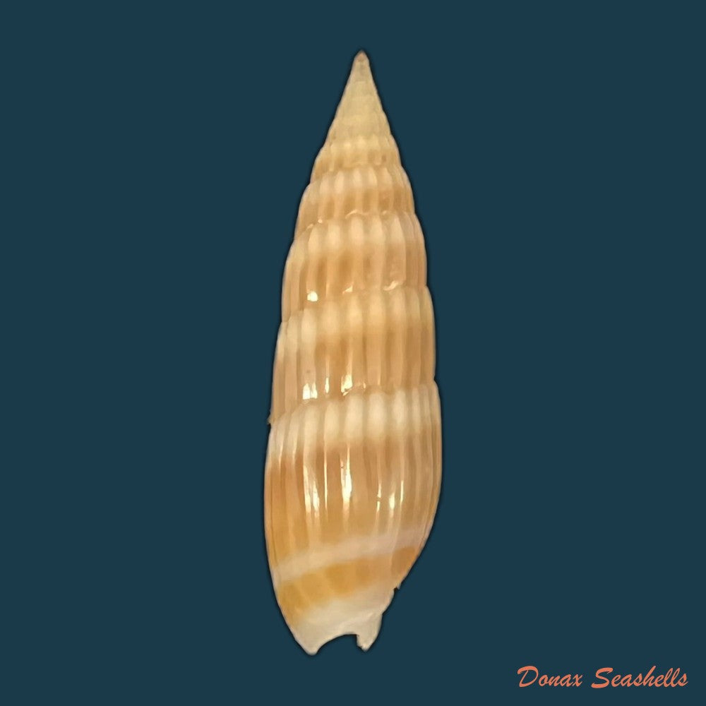 hastula-hastata-gmelin-1791-21-5mm-copia