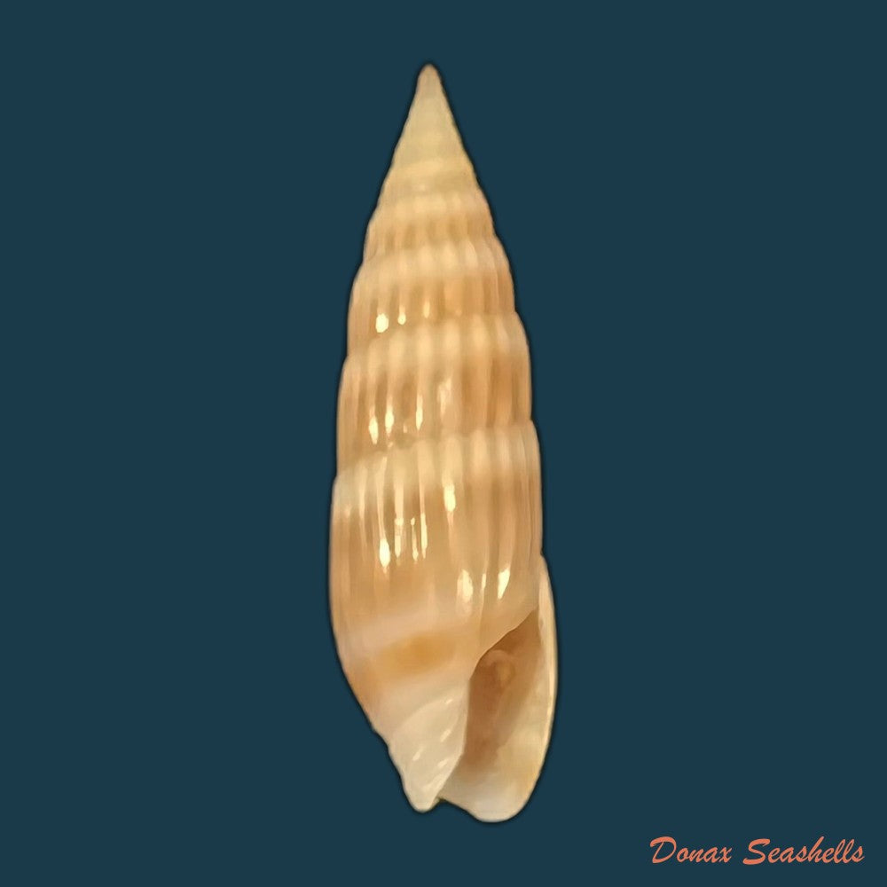 hastula-hastata-gmelin-1791-21-5mm-copia