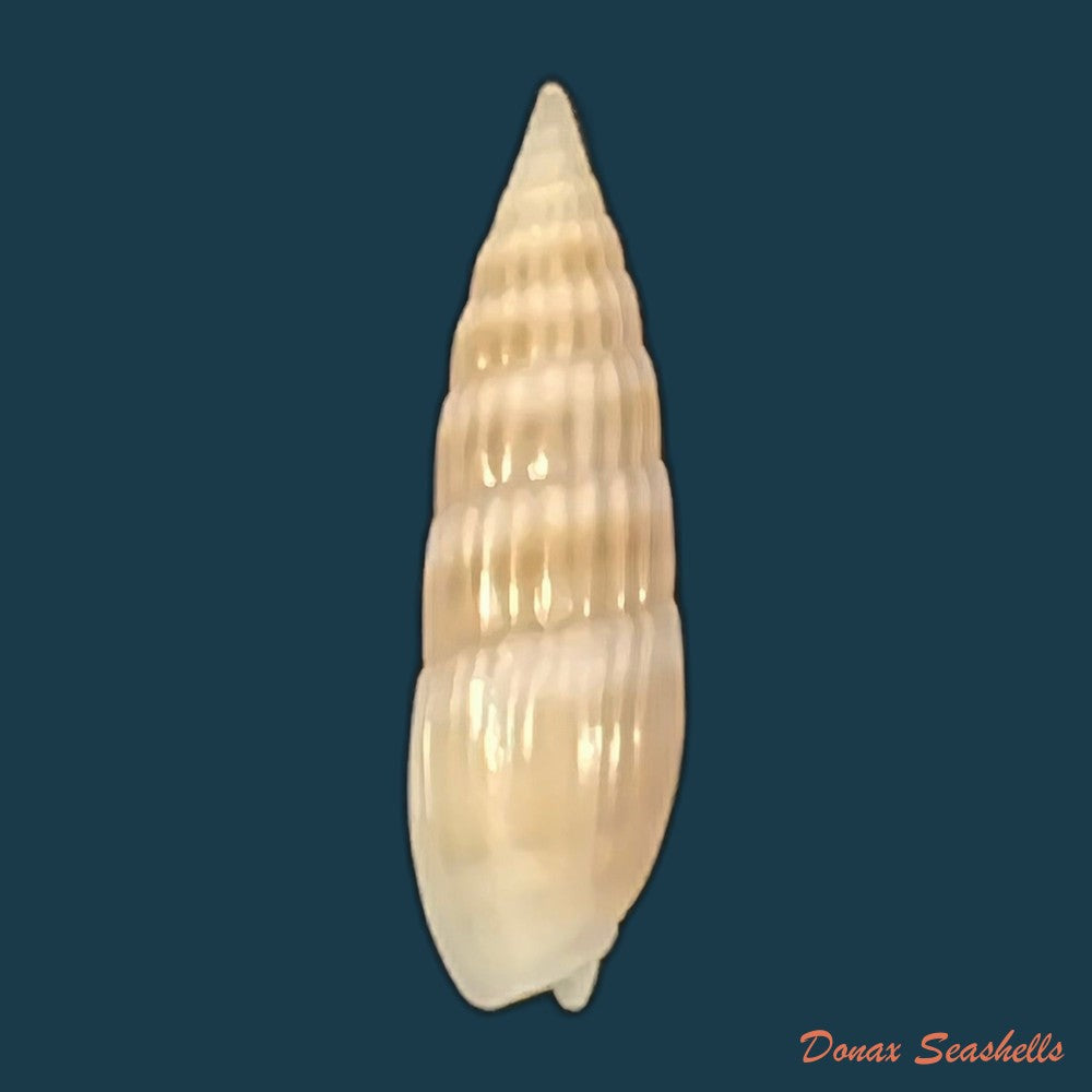 hastula-hastata-gmelin-1791-22-3mm-copia