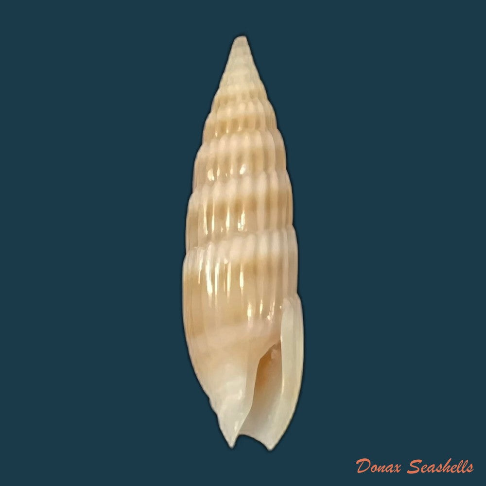 hastula-hastata-gmelin-1791-22-3mm-copia