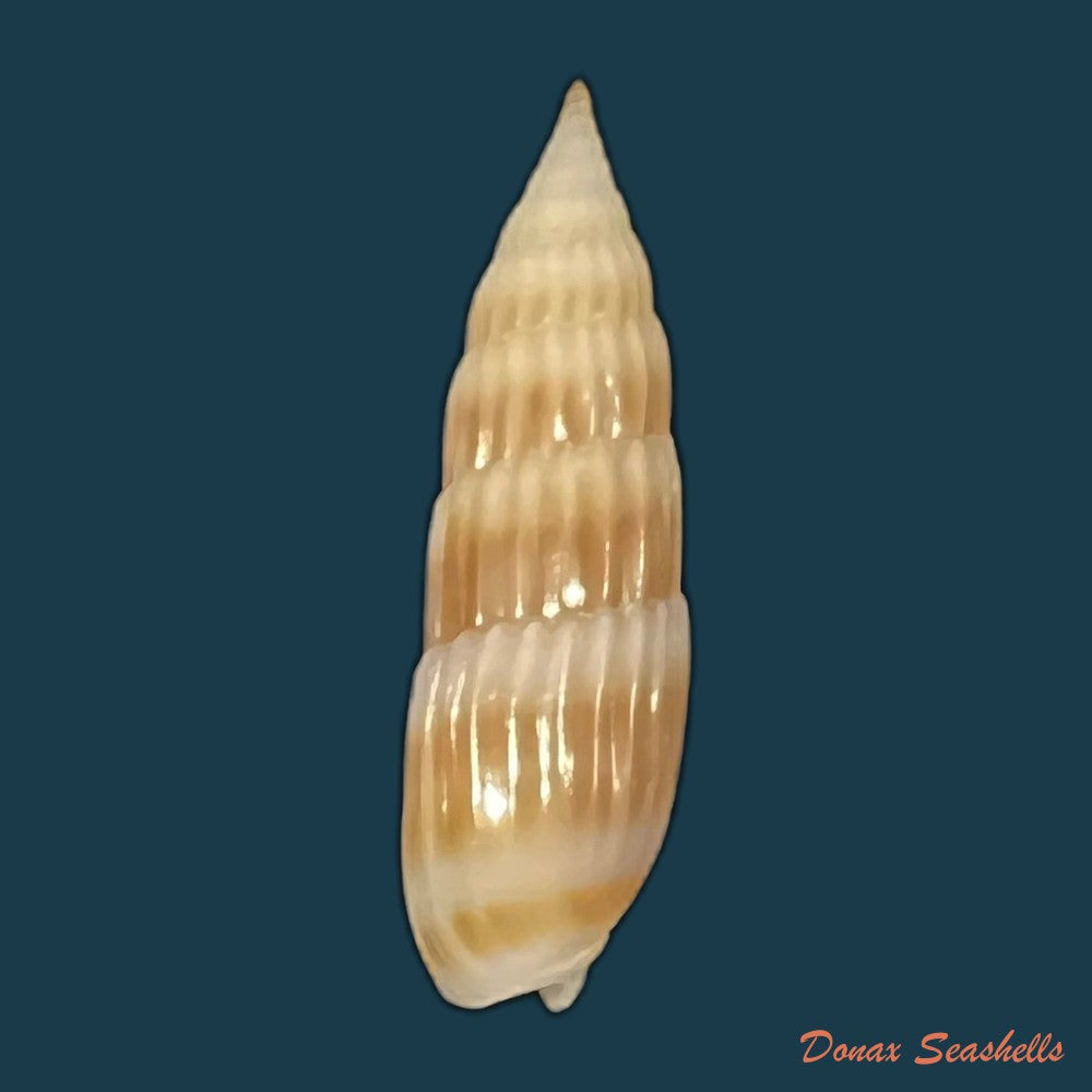 hastula-hastata-gmelin-1791-22-4mm-copia
