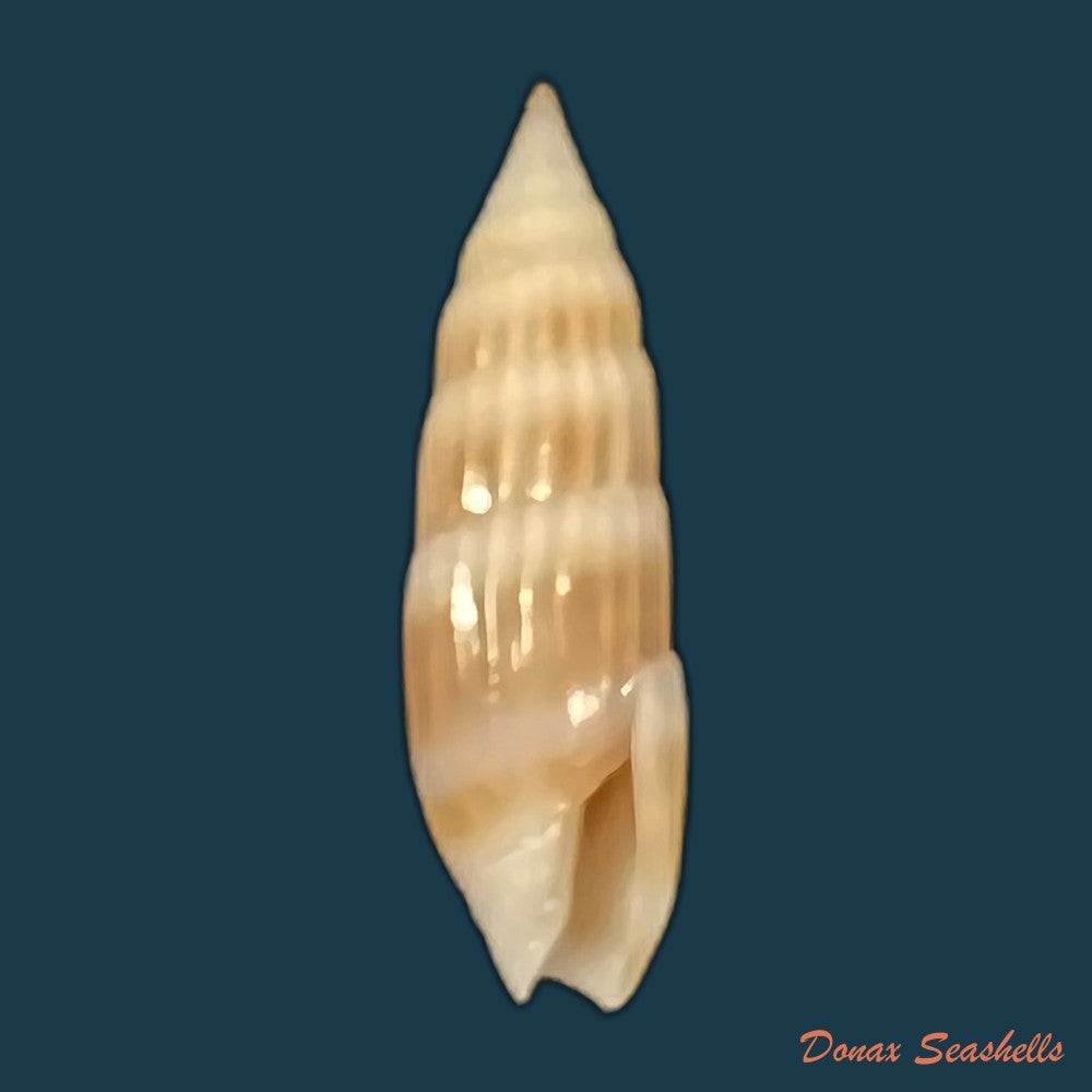 hastula-hastata-gmelin-1791-22-4mm-copia