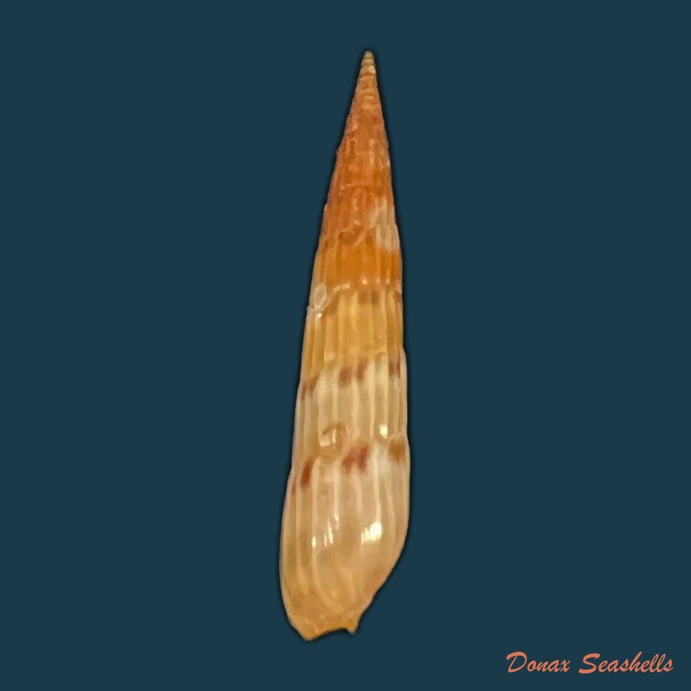 hastula-lepida-hinds-1844-21mm-copia